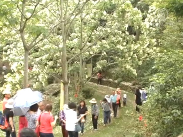 客家桐花季 白色美景中享悠閒