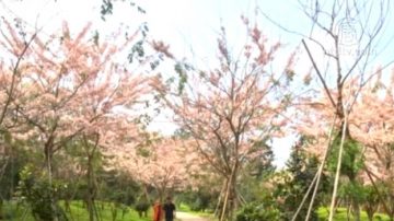 六龜新威後花園 桃紅陣雨樹繽紛盛開