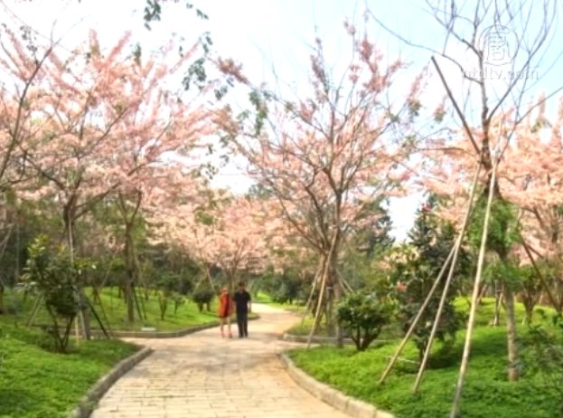 六龜新威後花園 桃紅陣雨樹繽紛盛開