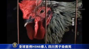 全球首例H5N6傳人 四川男子染病死