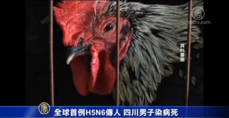 全球首例H5N6傳人 四川男子染病死