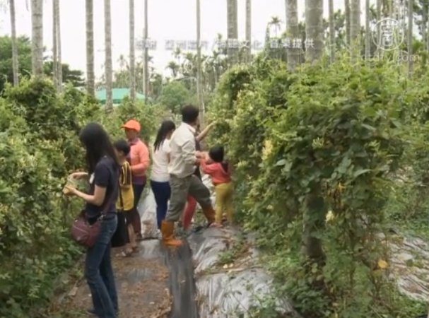 檳榔樹下種金銀花 推廣藥用植物