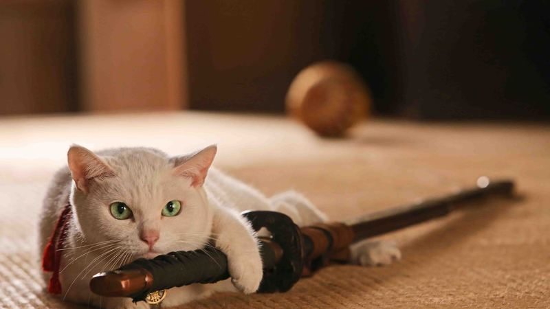 【电影介绍】猫侍 电影版Samurai Cat