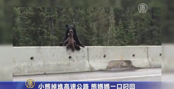 小熊掉進高速公路 熊媽媽一口叼回