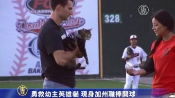 勇救幼主英雄猫  现身加州职棒开球