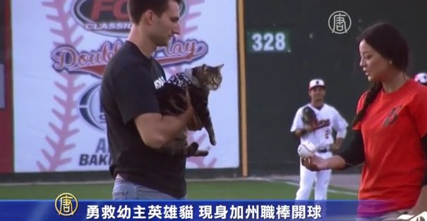 勇救幼主英雄貓  現身加州職棒開球