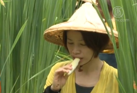 埔里自然栽法茭白筍 顧客現煮嚐清甜