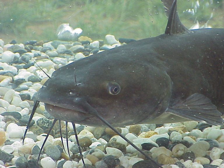 波士頓華裔廚師宰鯰魚被刺 恐失手掌