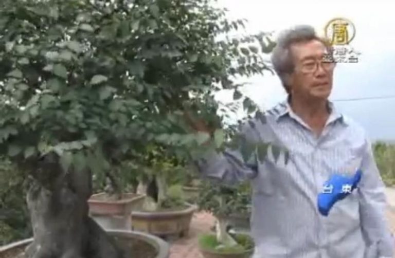 百萬「臭娘子」 收藏家醉心盆栽藝術