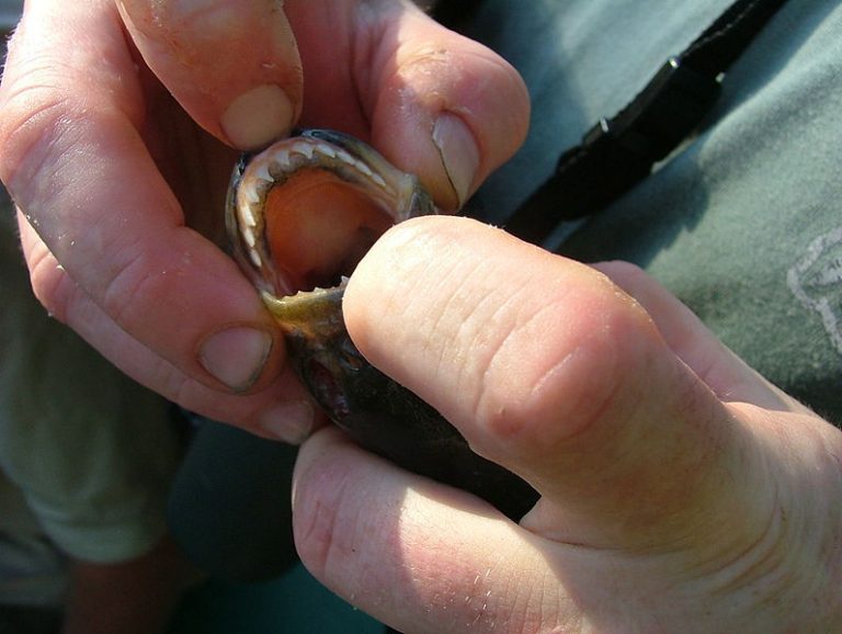 北方釣到食人魚 法國男子慘被咬