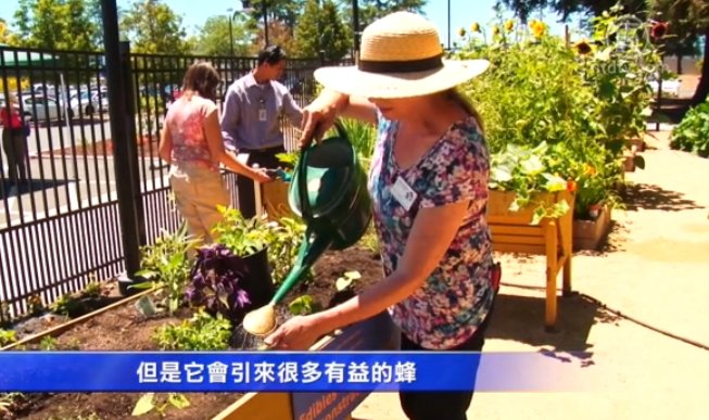 自家花園產果蔬 好吃健康又環保