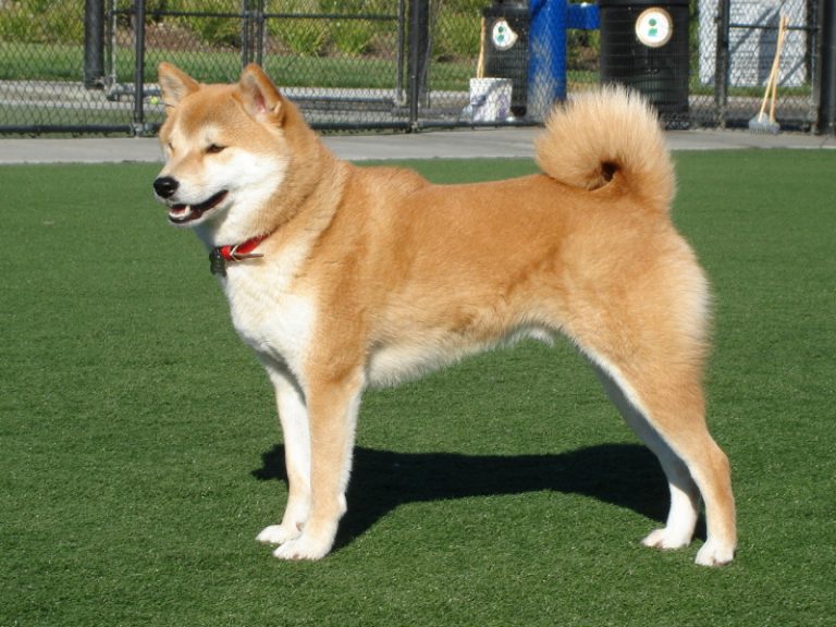 母熊護崽咬人 日本忠犬挺身救主人