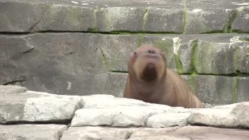 百年首次 漢堡動物園誕生小海象