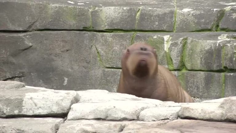 百年首次 漢堡動物園誕生小海象
