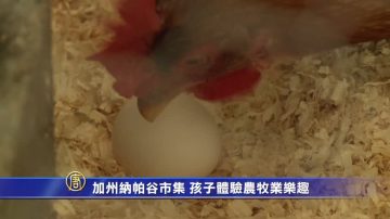 加州纳帕谷市集 孩子体验农牧业乐趣