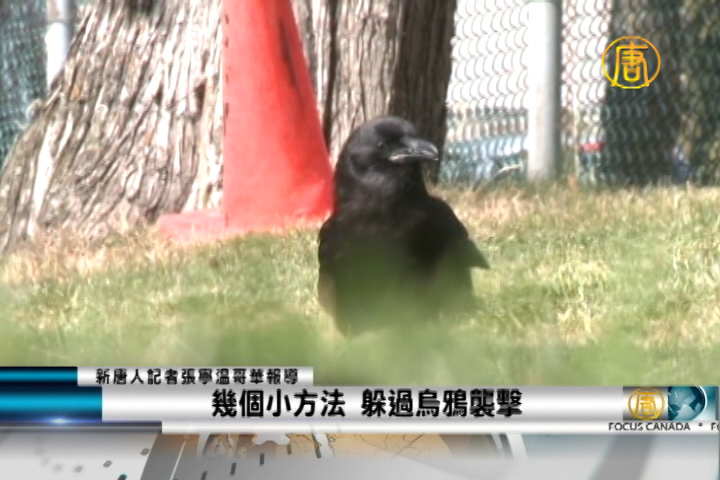 幾個小方法  躲過烏鴉襲擊