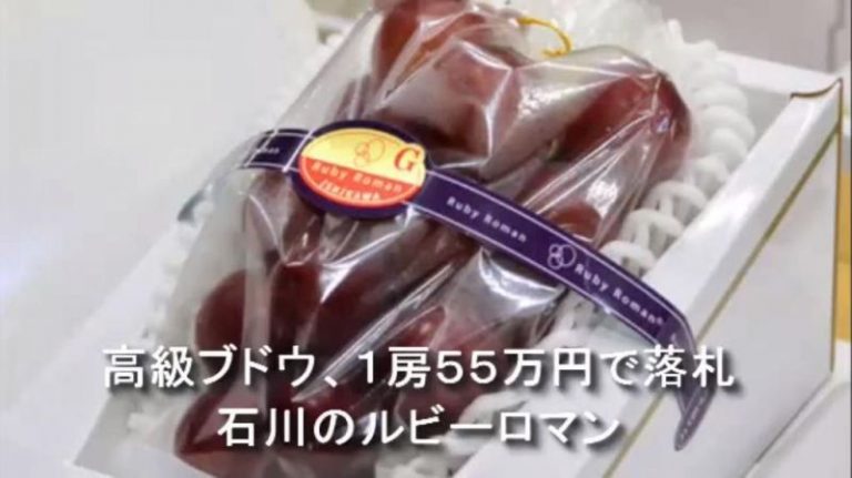 「浪漫紅寶石」葡萄 一串5500美金