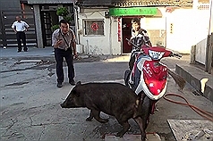 獠牙大山豬肚餓逛大街 嚇壞民眾