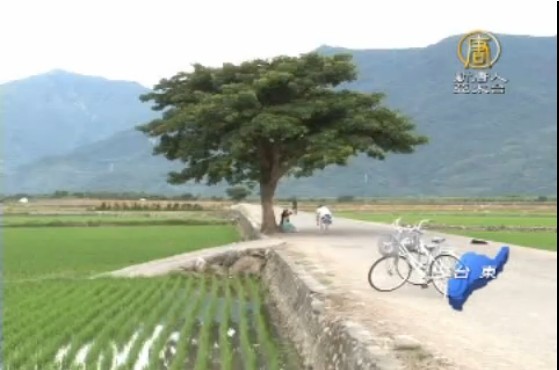 伯朗大道爆紅遭破壞 航空公司致歉