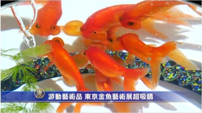 游動藝術品  東京金魚藝術展超吸睛