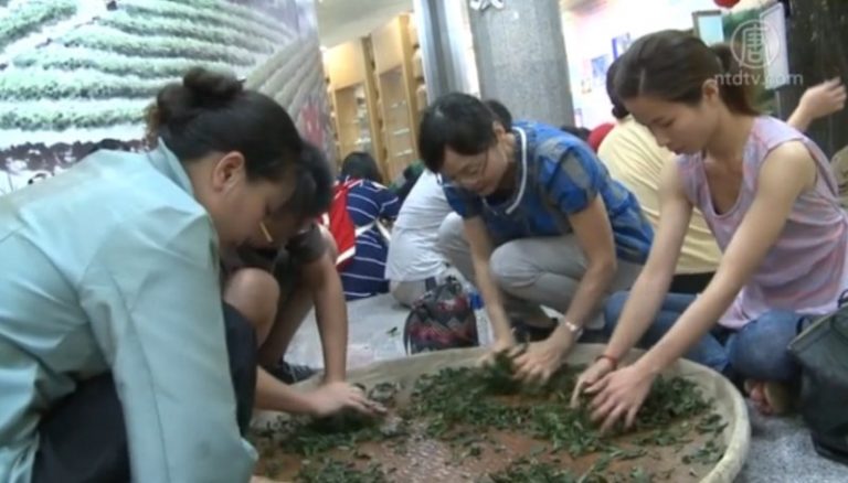 南投茶藝體驗營 手工製茶親子同樂