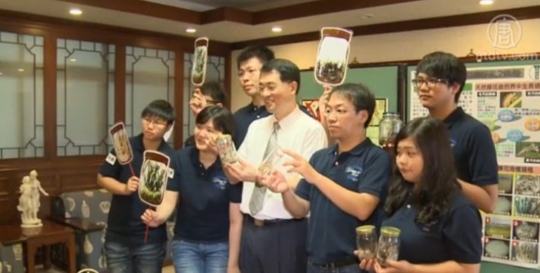 實驗室採蟬花 大學成功研發培育技術