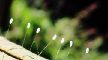 “三千年一现”奇花在美国多地出现