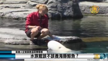 水族馆该不该养海豚鲸鱼？