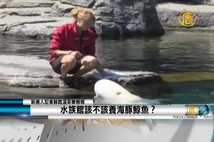 水族館該不該養海豚鯨魚？