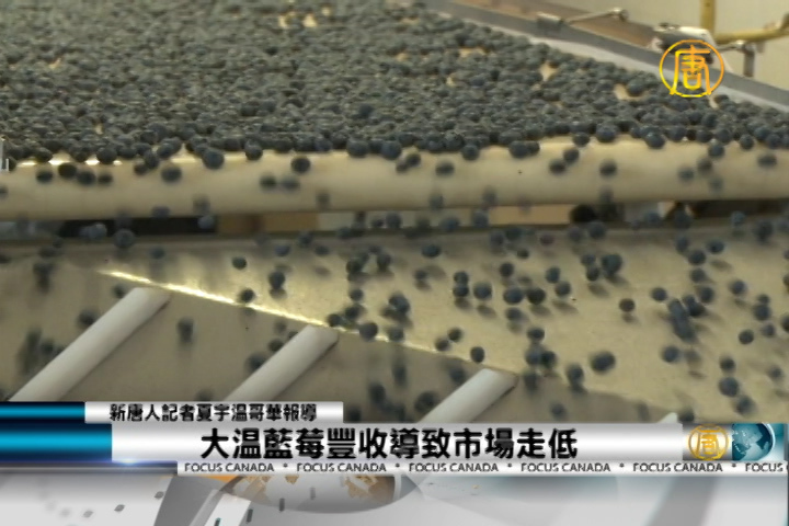 大溫藍莓豐收導致市場走低