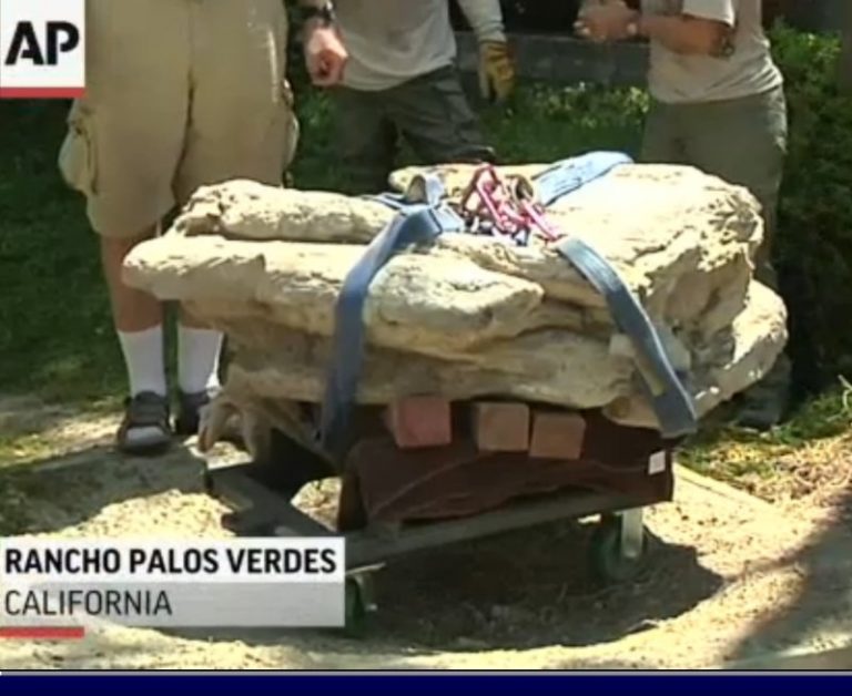 美南加出土1600萬年前罕見鬚鯨化石