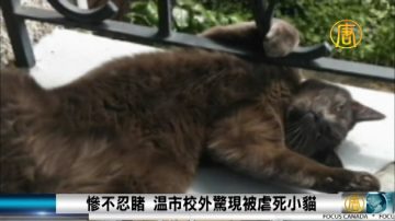 慘不忍睹溫市校外驚現被虐死小貓