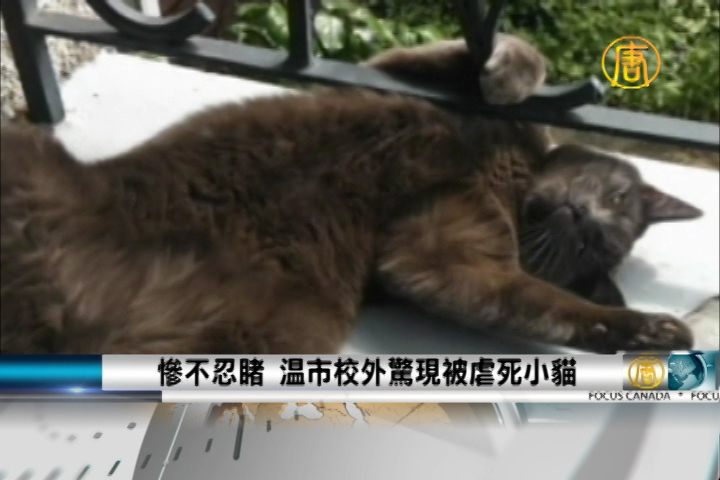 慘不忍睹溫市校外驚現被虐死小貓