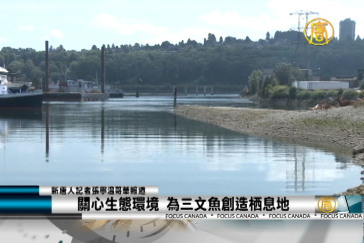 關心生態環境 為三文魚創造棲息地