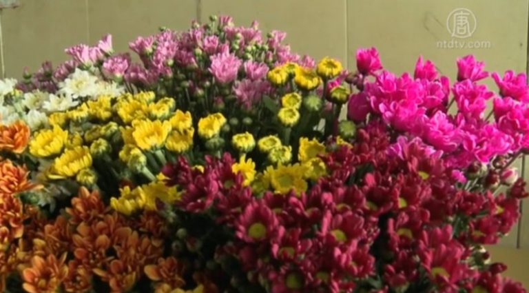高溫潮溼氣候 田尾花卉損四成