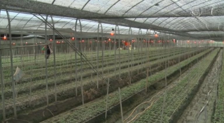 一株一支花 田尾菊花農創新價值