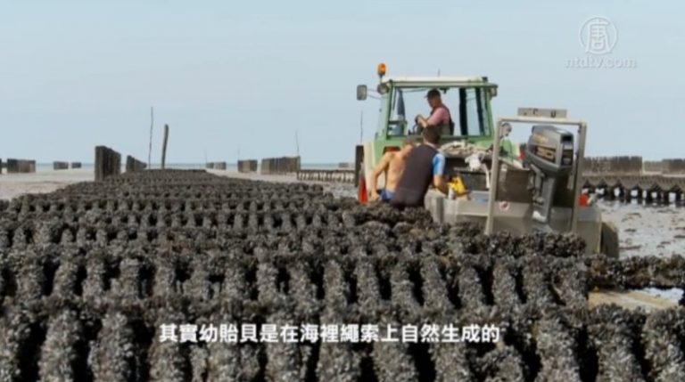 法國聖米歇爾山海灣貽貝採摘
