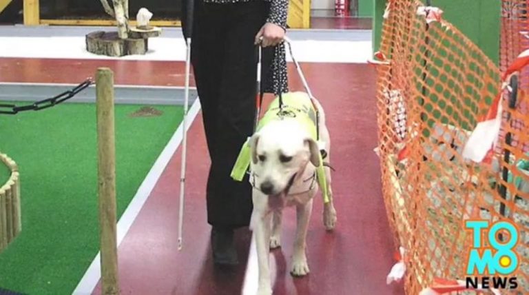 心疼！日導盲犬遭刺傷忍痛不出聲