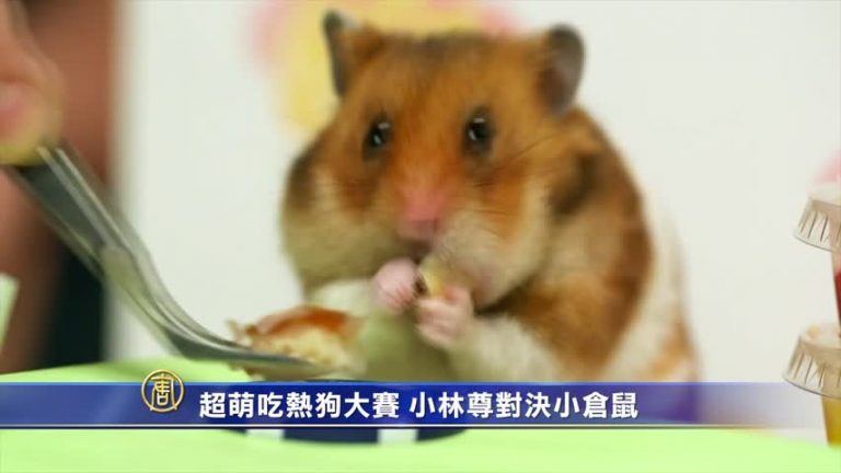 超萌吃熱狗大賽 小林尊對決小倉鼠