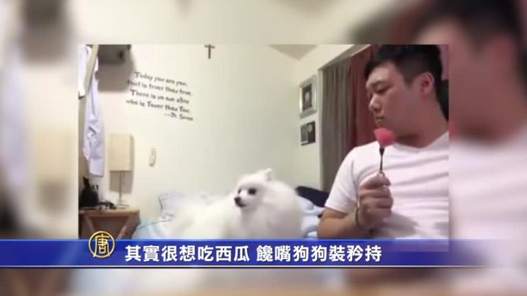 這只害羞的狗狗很想吃西瓜 卻不敢告訴主人 她偷看的樣子把我笑翻了