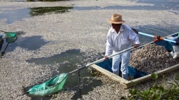 墨西哥湖面密佈53噸死魚 場面駭人