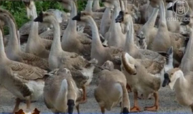【禁聞】哈爾濱爆發H5N6疫情 市民不知情