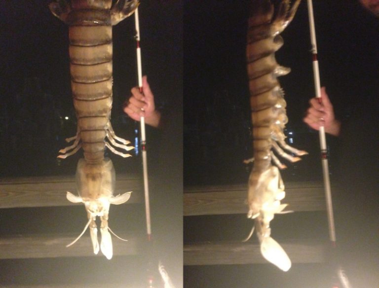 震驚生物學家 美國捕獲巨型瀨尿蝦