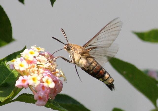 湖南發現罕見昆蟲 像鳥像蜂又像蝶（組圖）