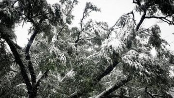 卡尔加里雪灾损失惨重