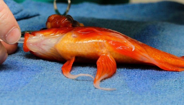 澳洲金魚做腦部腫瘤手術