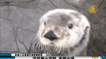 温哥华水族馆 海獭出场