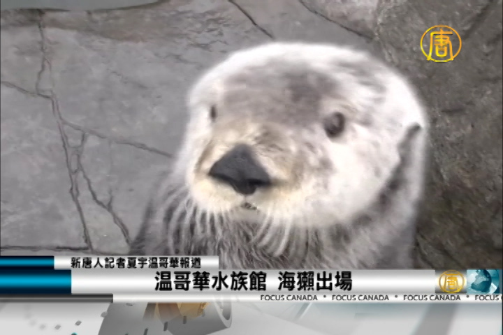 溫哥華水族館 海獺出場