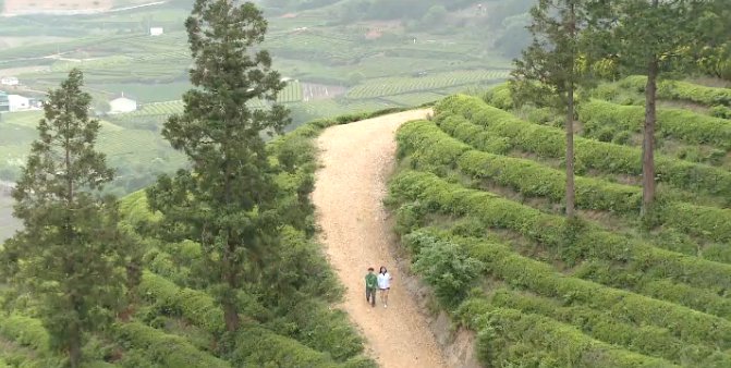 【你好韓國】茶道文化：全羅南道的寶城