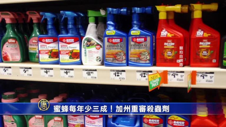 蜜蜂每年少三成！加州重審殺蟲劑